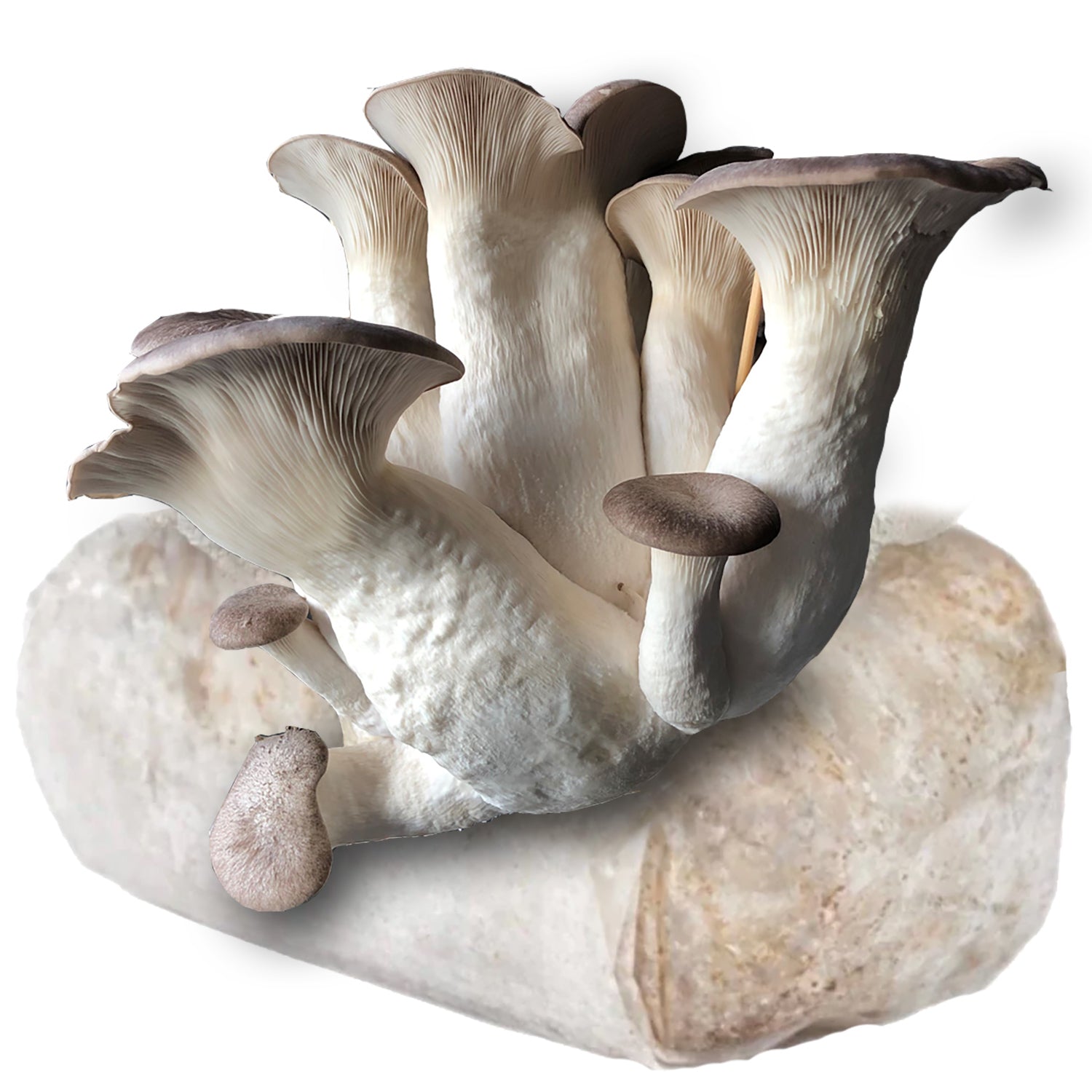 Black Pearl King Oyster Mushroom