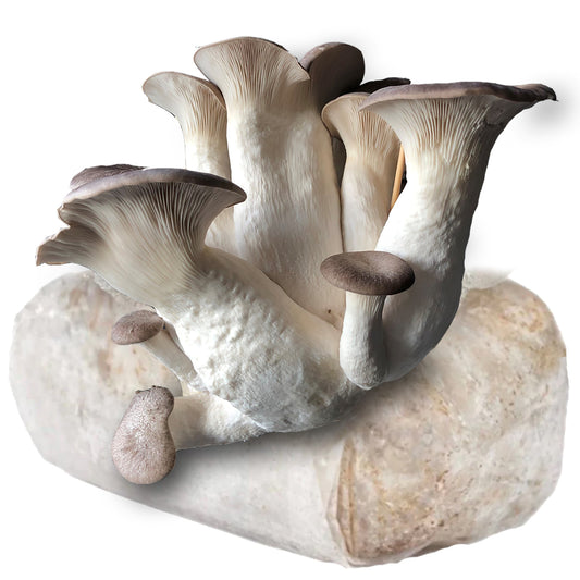 Black Pearl King Oyster Mushroom