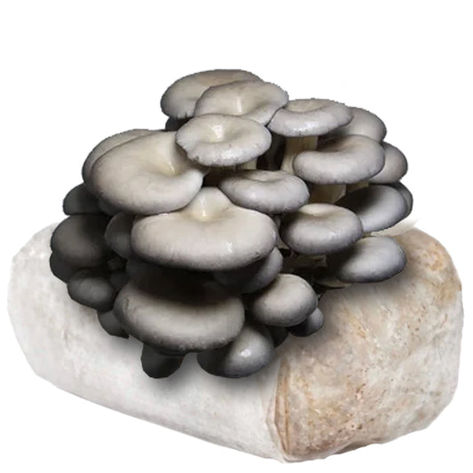 Blue Oyster Mushroom