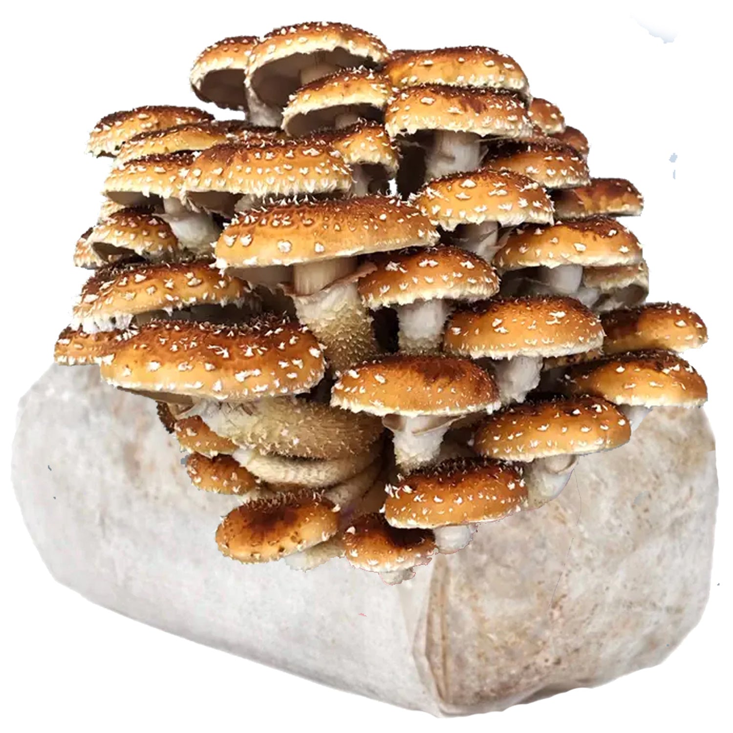 Chestnut Mushroom