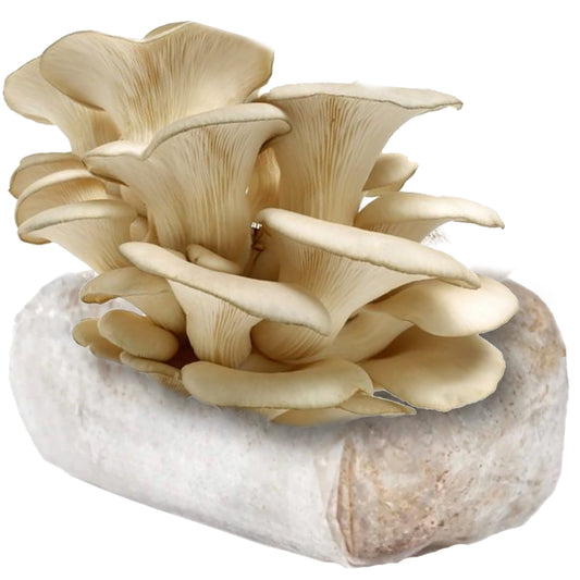 Italian Oyster Mushroom