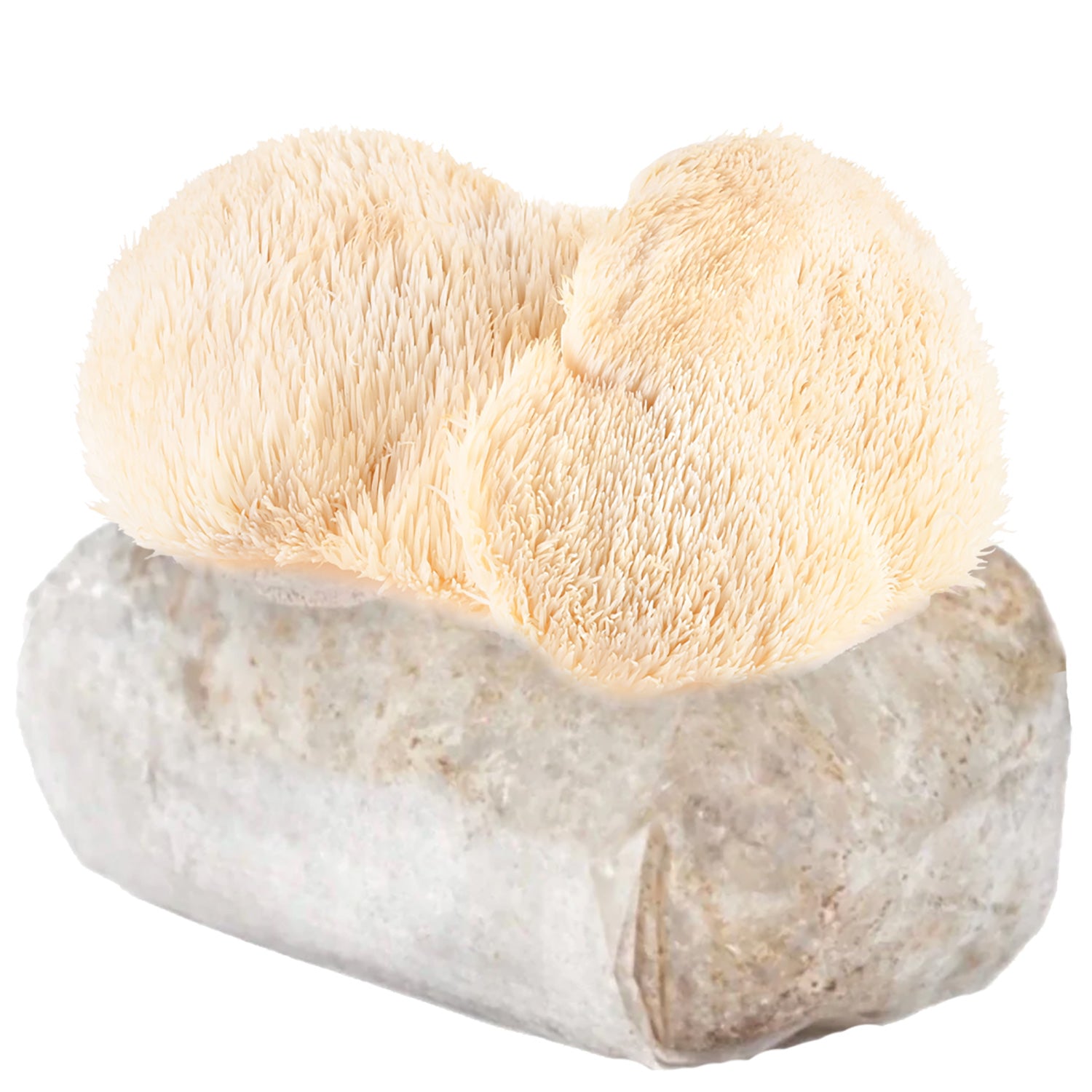 Lion's Mane Mushroom