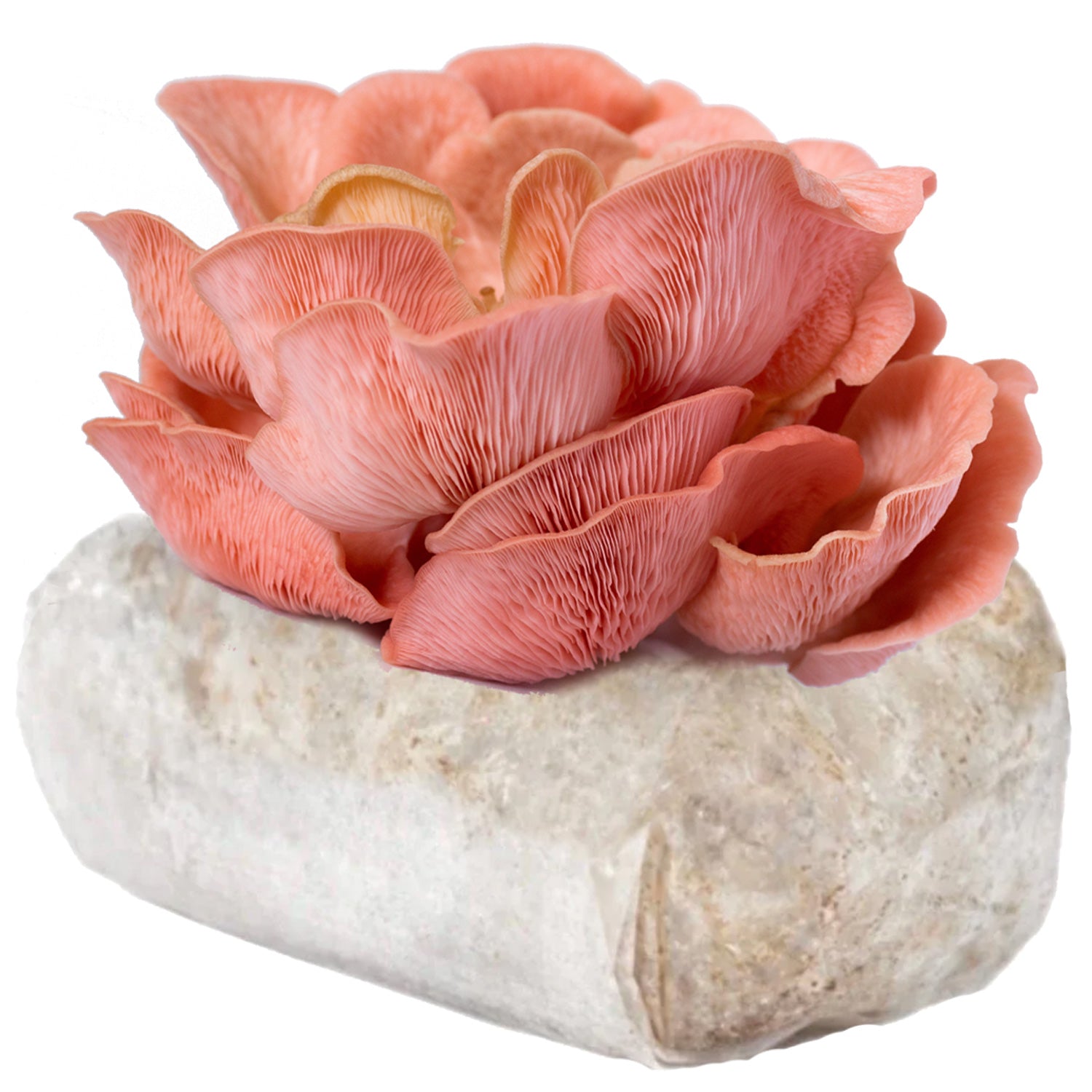 Pink Oyster Mushroom