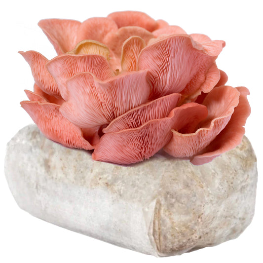 Pink Oyster Mushroom