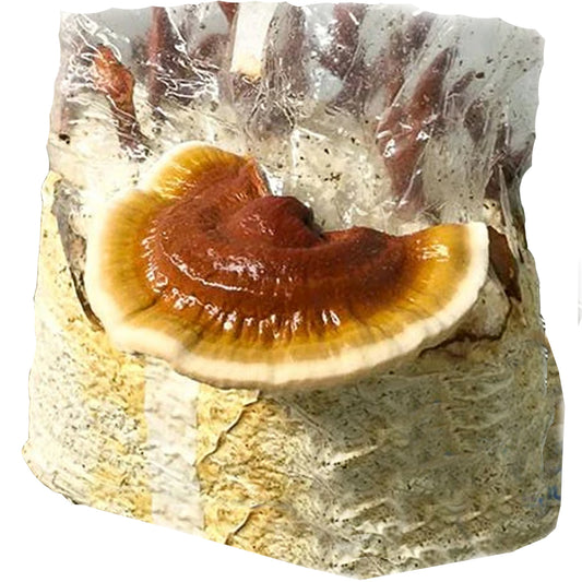 Reishi Mushroom