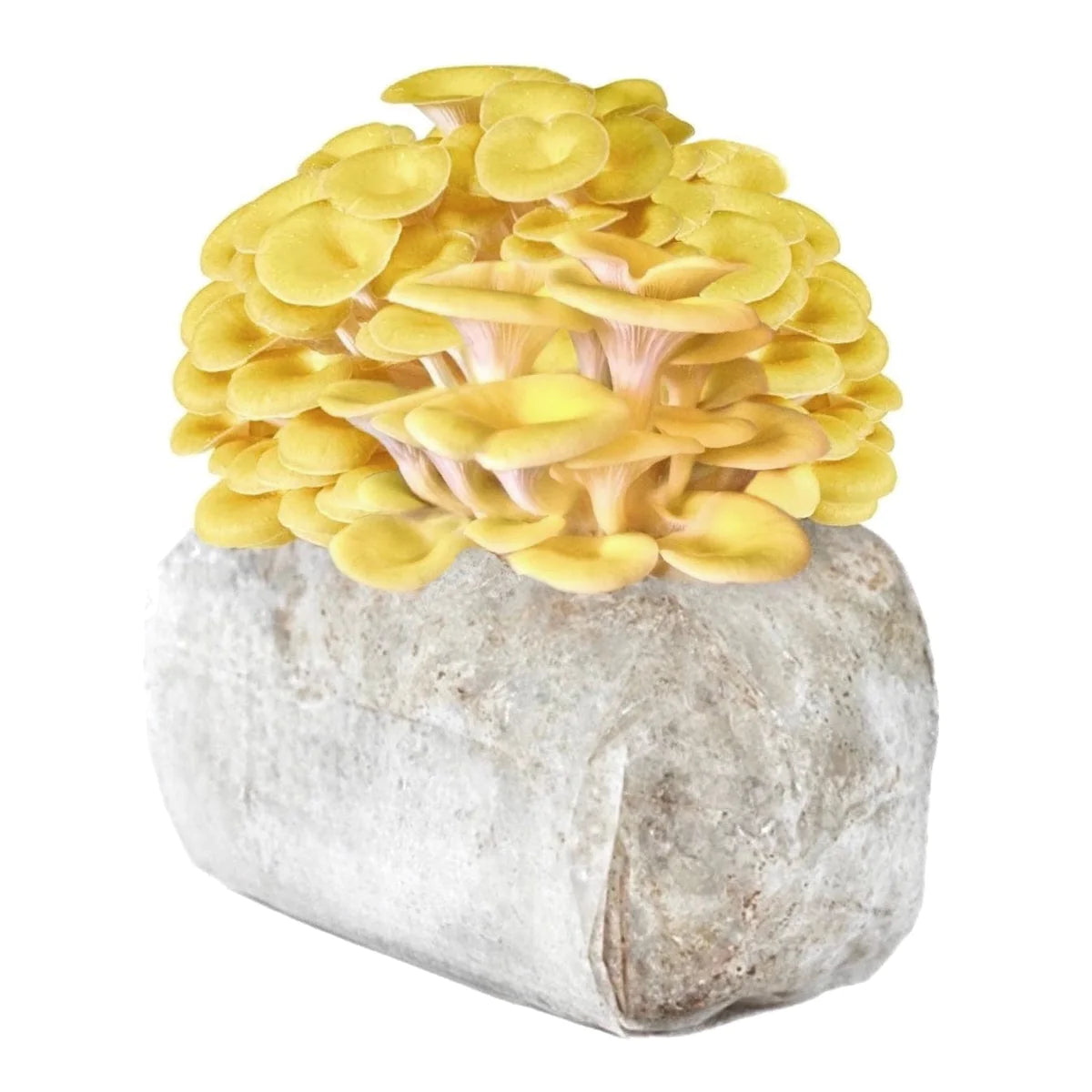 Golden Oyster Mushroom