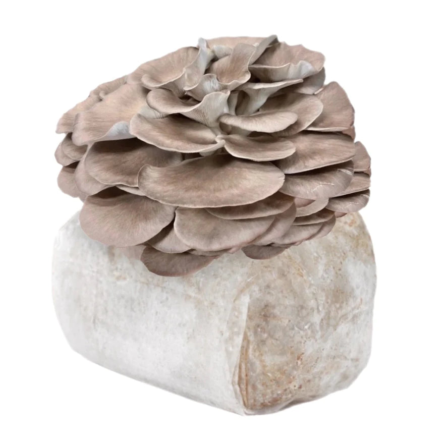 Italian Oyster Mushroom