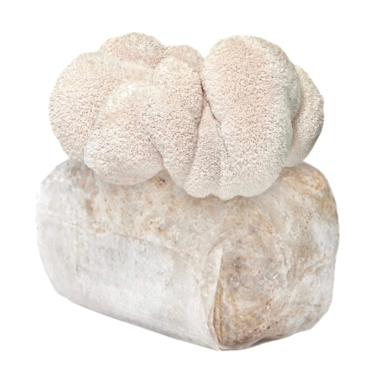 Lion's Mane Mushroom