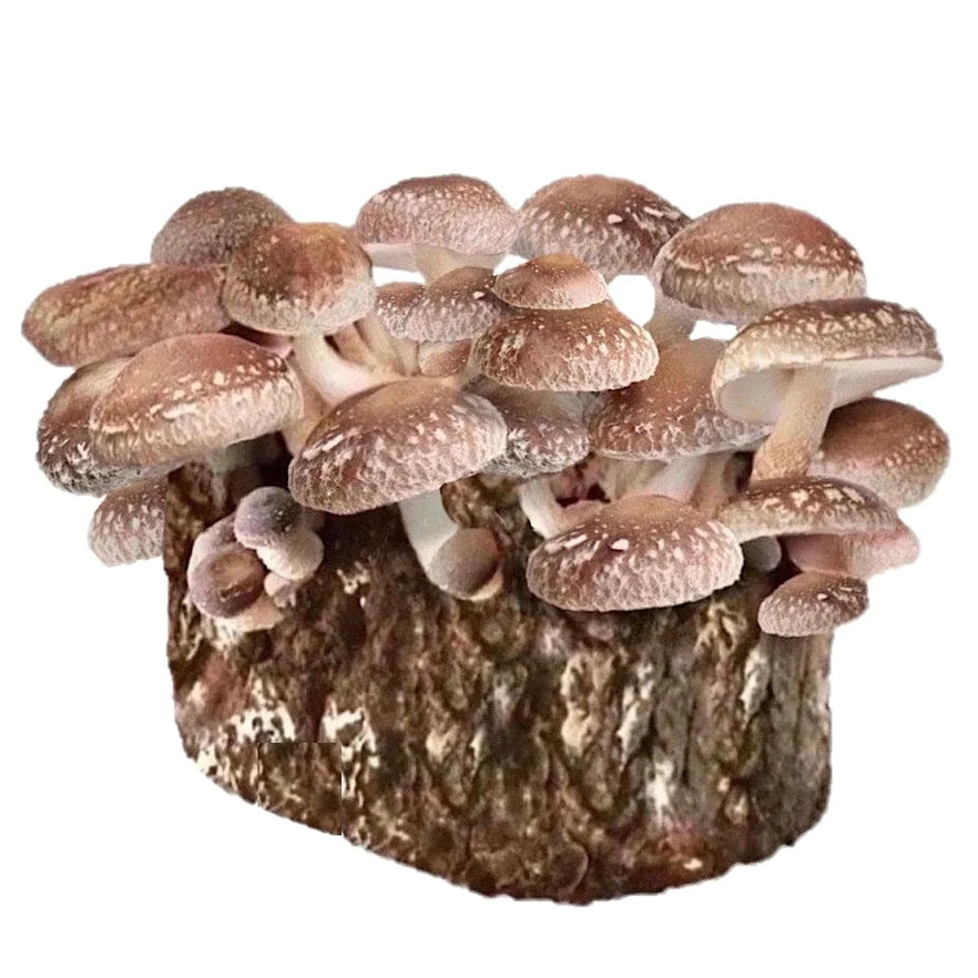 Shiitake Mushroom